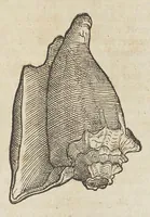 An illustration from Historiæ animalivm ... (1551)