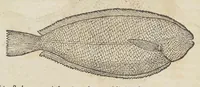 An illustration from Historiæ animalivm ... (1551)