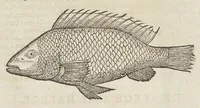 Picture 3 of 36 from Historiæ animalivm ... (1551), leaf 83