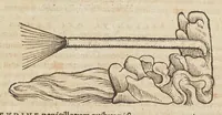 Picture 26 of 36 from Historiæ animalivm ... (1551), leaf 861