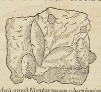 Picture 27 of 36 from Historiæ animalivm ... (1551), leaf 882