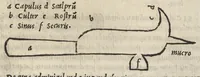 Picture 2 of 8 from Libri de re rvstica : M. Catonis Lib. I. M. Terrentii Varronis Lib. III. L. Ivnii Moderati Colvmellae Lib. XII. Eiusdem De arboribus liber, separatus ab alijs, quare autem id factum fuerit, ostenditur in epistola ad lectorem. Palladii Lib. XIIII. De duobus dierum generibus, simulq[ue] de umbris & horis, quae apud Palladium, in alia epistola ad lectorem. Georgii Alexandrini Enarrationes priscarum dictionum, quae in his libris Catonis, Varronis, Colummelae (1514), leaf 308