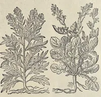 Picture 1 of 29 from Plantarum seu stirpium historia (1576), leaf 106