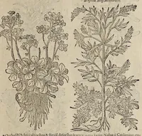 Picture 2 of 29 from Plantarum seu stirpium historia (1576), leaf 112