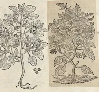 Picture 3 of 29 from Plantarum seu stirpium historia (1576), leaf 138