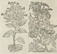 Picture 4 of 29 from Plantarum seu stirpium historia (1576), leaf 145