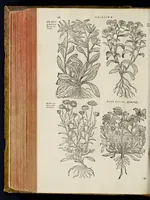 Picture 5 of 29 from Plantarum seu stirpium historia (1576), leaf 193
