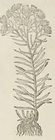 Picture 6 of 29 from Plantarum seu stirpium historia (1576), leaf 229