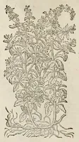 Picture 7 of 29 from Plantarum seu stirpium historia (1576), leaf 271