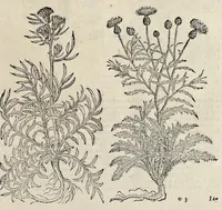 Picture 8 of 29 from Plantarum seu stirpium historia (1576), leaf 298