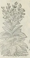 An illustration from Plantarum seu stirpium historia (1576)