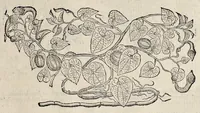 Picture 11 of 29 from Plantarum seu stirpium historia (1576), leaf 338