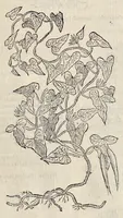 Picture 12 of 29 from Plantarum seu stirpium historia (1576), leaf 346