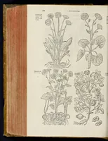 An illustration from Plantarum seu stirpium historia (1576)