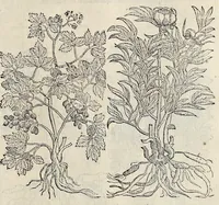An illustration from Plantarum seu stirpium historia (1576)