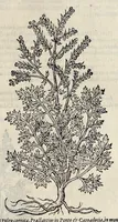 Picture 15 of 29 from Plantarum seu stirpium historia (1576), leaf 438