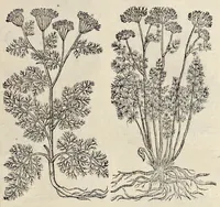 Picture 17 of 29 from Plantarum seu stirpium historia (1576), leaf 454