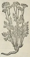 An illustration from Plantarum seu stirpium historia (1576)