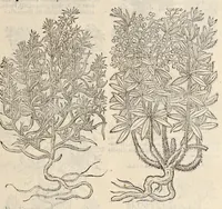 Picture 20 of 29 from Plantarum seu stirpium historia (1576), leaf 468