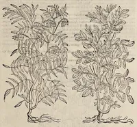 Picture 21 of 29 from Plantarum seu stirpium historia (1576), leaf 514