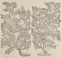Picture 22 of 29 from Plantarum seu stirpium historia (1576), leaf 524