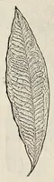 An illustration from Plantarum seu stirpium historia (1576)