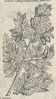 Picture 24 of 29 from Plantarum seu stirpium historia (1576), leaf 586