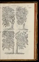 An illustration from Plantarum seu stirpium historia (1576)
