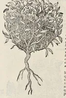 An illustration from Plantarum seu stirpium historia (1576)