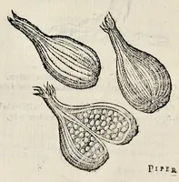 Picture 27 of 29 from Plantarum seu stirpium historia (1576), leaf 621