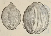 An illustration from Plantarum seu stirpium historia (1576)
