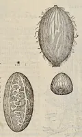 An illustration from Plantarum seu stirpium historia (1576)