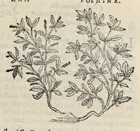 An illustration from Nova Stirpivm adversaria : perfacilis vestigatio, lvcvlentaquv accessio ad priscorum, praesertim Dioscoridis, & recentiorum, materiam medicam (1576)
