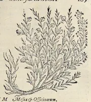 Picture 9 of 28 from Nova Stirpivm adversaria : perfacilis vestigatio, lvcvlentaquv accessio ad priscorum, praesertim Dioscoridis, & recentiorum, materiam medicam (1576), leaf 196