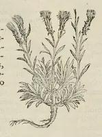 Picture 10 of 28 from Nova Stirpivm adversaria : perfacilis vestigatio, lvcvlentaquv accessio ad priscorum, praesertim Dioscoridis, & recentiorum, materiam medicam (1576), leaf 215