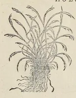 An illustration from Nova Stirpivm adversaria : perfacilis vestigatio, lvcvlentaquv accessio ad priscorum, praesertim Dioscoridis, & recentiorum, materiam medicam (1576)