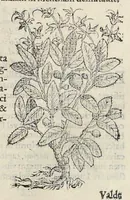 Picture 12 of 28 from Nova Stirpivm adversaria : perfacilis vestigatio, lvcvlentaquv accessio ad priscorum, praesertim Dioscoridis, & recentiorum, materiam medicam (1576), leaf 250