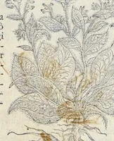 Picture 13 of 28 from Nova Stirpivm adversaria : perfacilis vestigatio, lvcvlentaquv accessio ad priscorum, praesertim Dioscoridis, & recentiorum, materiam medicam (1576), leaf 258