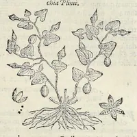 Picture 14 of 28 from Nova Stirpivm adversaria : perfacilis vestigatio, lvcvlentaquv accessio ad priscorum, praesertim Dioscoridis, & recentiorum, materiam medicam (1576), leaf 276