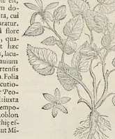 Picture 15 of 28 from Nova Stirpivm adversaria : perfacilis vestigatio, lvcvlentaquv accessio ad priscorum, praesertim Dioscoridis, & recentiorum, materiam medicam (1576), leaf 305