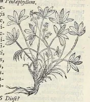 Picture 16 of 28 from Nova Stirpivm adversaria : perfacilis vestigatio, lvcvlentaquv accessio ad priscorum, praesertim Dioscoridis, & recentiorum, materiam medicam (1576), leaf 318