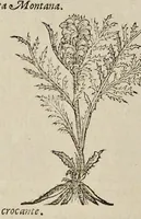 Picture 17 of 28 from Nova Stirpivm adversaria : perfacilis vestigatio, lvcvlentaquv accessio ad priscorum, praesertim Dioscoridis, & recentiorum, materiam medicam (1576), leaf 337