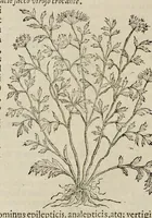 Picture 18 of 28 from Nova Stirpivm adversaria : perfacilis vestigatio, lvcvlentaquv accessio ad priscorum, praesertim Dioscoridis, & recentiorum, materiam medicam (1576), leaf 337