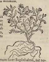 Picture 19 of 28 from Nova Stirpivm adversaria : perfacilis vestigatio, lvcvlentaquv accessio ad priscorum, praesertim Dioscoridis, & recentiorum, materiam medicam (1576), leaf 356
