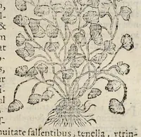 Picture 20 of 28 from Nova Stirpivm adversaria : perfacilis vestigatio, lvcvlentaquv accessio ad priscorum, praesertim Dioscoridis, & recentiorum, materiam medicam (1576), leaf 372