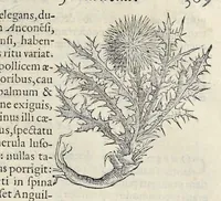 Picture 21 of 28 from Nova Stirpivm adversaria : perfacilis vestigatio, lvcvlentaquv accessio ad priscorum, praesertim Dioscoridis, & recentiorum, materiam medicam (1576), leaf 380