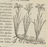 Picture 2 of 28 from Nova Stirpivm adversaria : perfacilis vestigatio, lvcvlentaquv accessio ad priscorum, praesertim Dioscoridis, & recentiorum, materiam medicam (1576), leaf 39