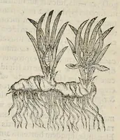 Picture 3 of 28 from Nova Stirpivm adversaria : perfacilis vestigatio, lvcvlentaquv accessio ad priscorum, praesertim Dioscoridis, & recentiorum, materiam medicam (1576), leaf 39