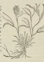 Picture 22 of 28 from Nova Stirpivm adversaria : perfacilis vestigatio, lvcvlentaquv accessio ad priscorum, praesertim Dioscoridis, & recentiorum, materiam medicam (1576), leaf 395