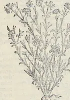 Picture 23 of 28 from Nova Stirpivm adversaria : perfacilis vestigatio, lvcvlentaquv accessio ad priscorum, praesertim Dioscoridis, & recentiorum, materiam medicam (1576), leaf 400
